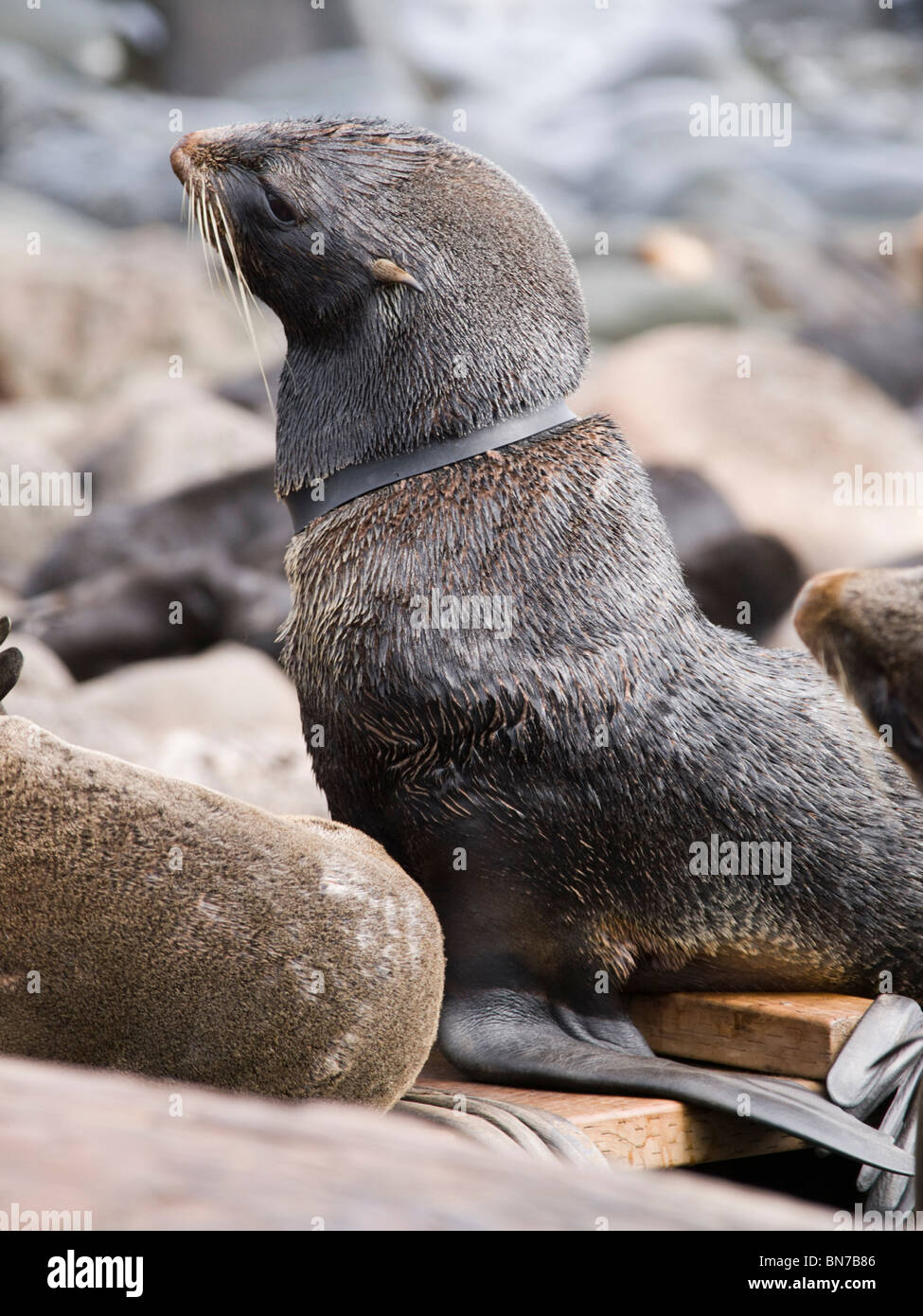 Northern femmina pelliccia sigillo impigliato in un anello di gomma prelevati in mare, mare di Bering, Isola di San Paolo, Alaska, estate Foto Stock