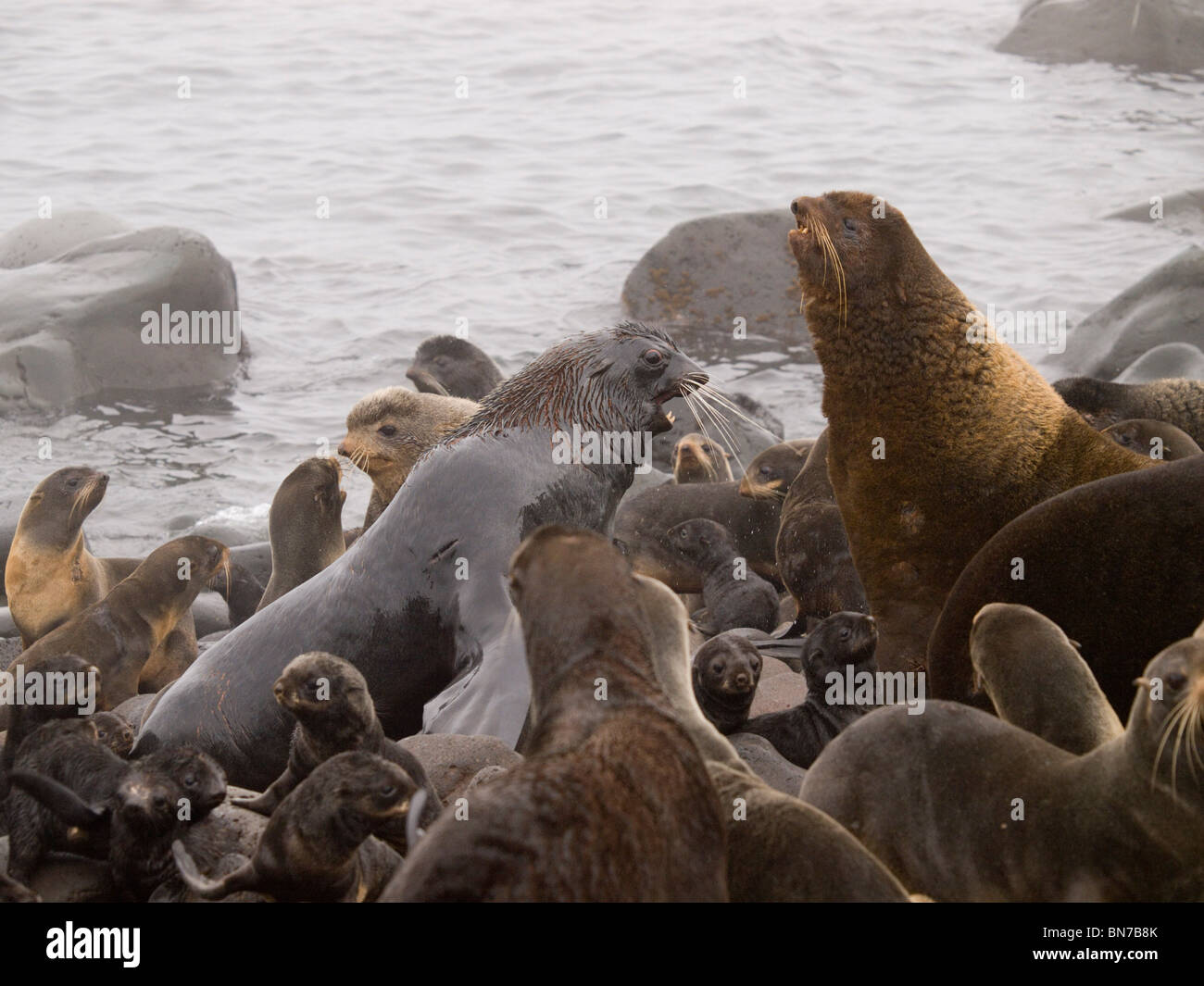 Northern pelliccia sigillo i tori di competere per il territorio di allevamento, estate, San Paolo Isola, Alaska Foto Stock