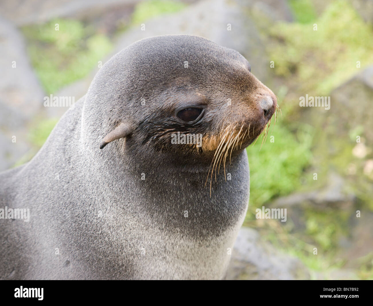 Ritratto di una femmina di Northern pelliccia sigillo, Isola di San Paolo, Alaska, estate Foto Stock