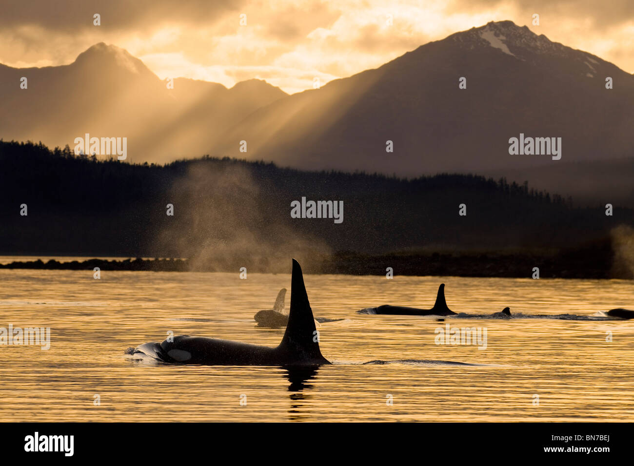 Composito: Orca balene superficie in Alaska è all'interno di passaggio come il sole comincia a al di sopra delle montagne Chilkat, Alaska Foto Stock