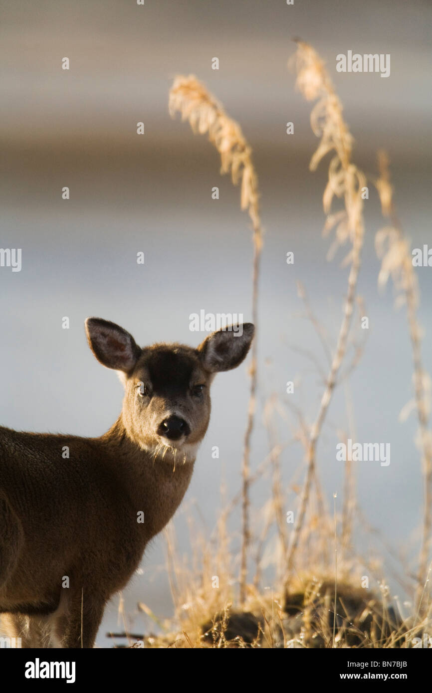 Sitka nero-tailed Deer Fawn durante l inverno sull isola di Kodiak, Southwestern Alaska Foto Stock