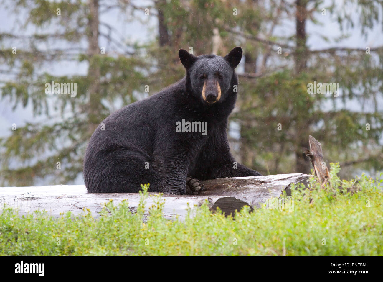 CAPTIVE Black Bear sow si siede sul log e guarda alla Alaska Wildlife Conservation Centre, Alaska Foto Stock