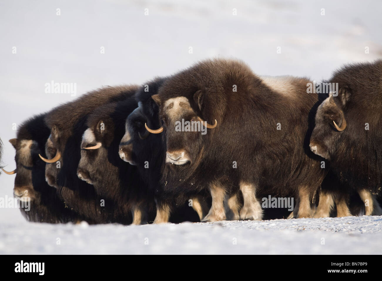 Il muschio-ox vacche in una linea difensiva durante l'inverno sulla penisola di Seward vicino a Nome, Arctic Alaska Foto Stock
