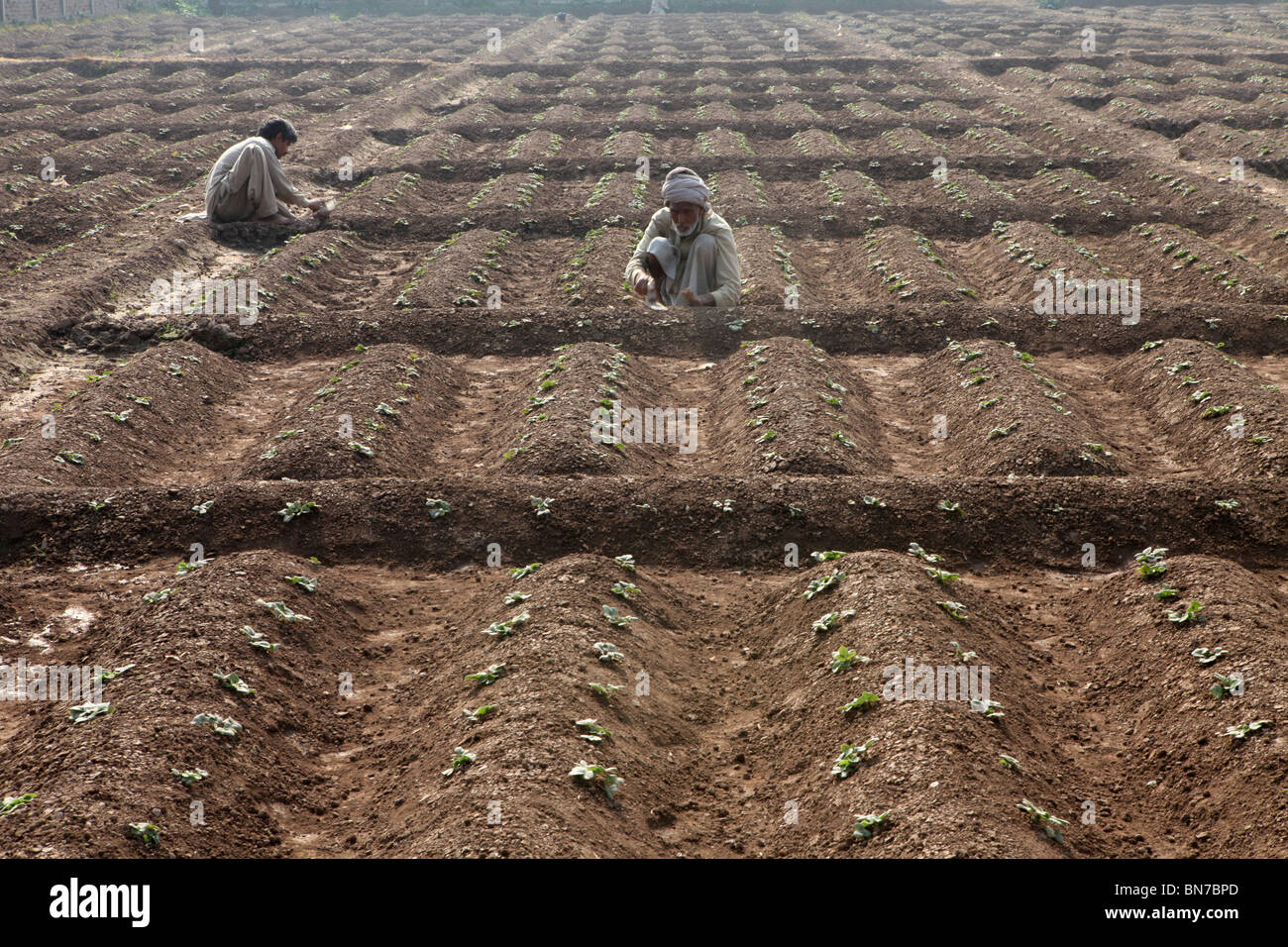 Le attività agricole in Pakistan Foto Stock