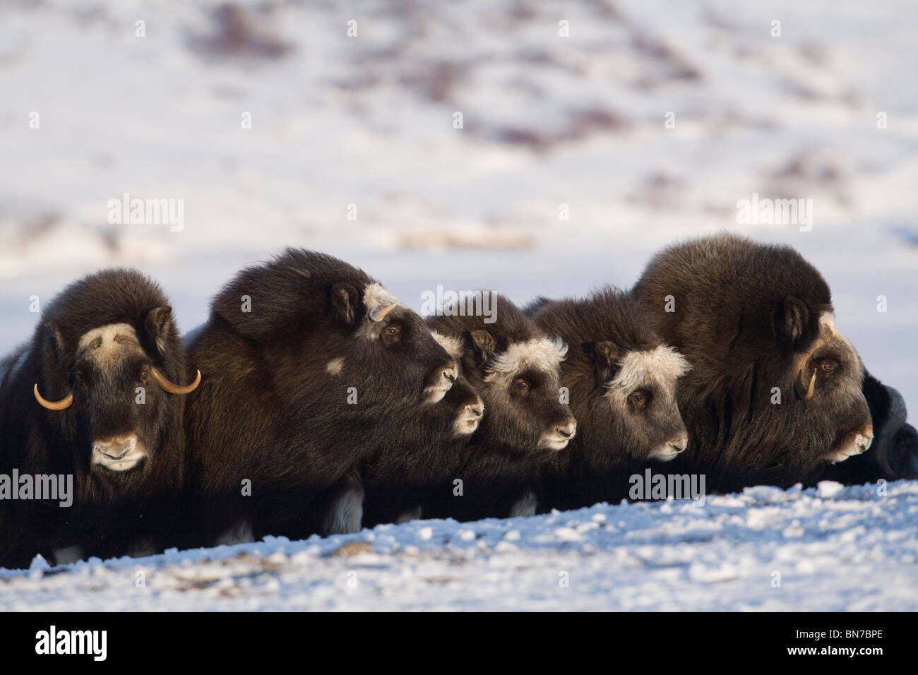 Il muschio-ox in una linea difensiva durante l'inverno sulla penisola di Seward vicino a Nome, Arctic Alaska Foto Stock
