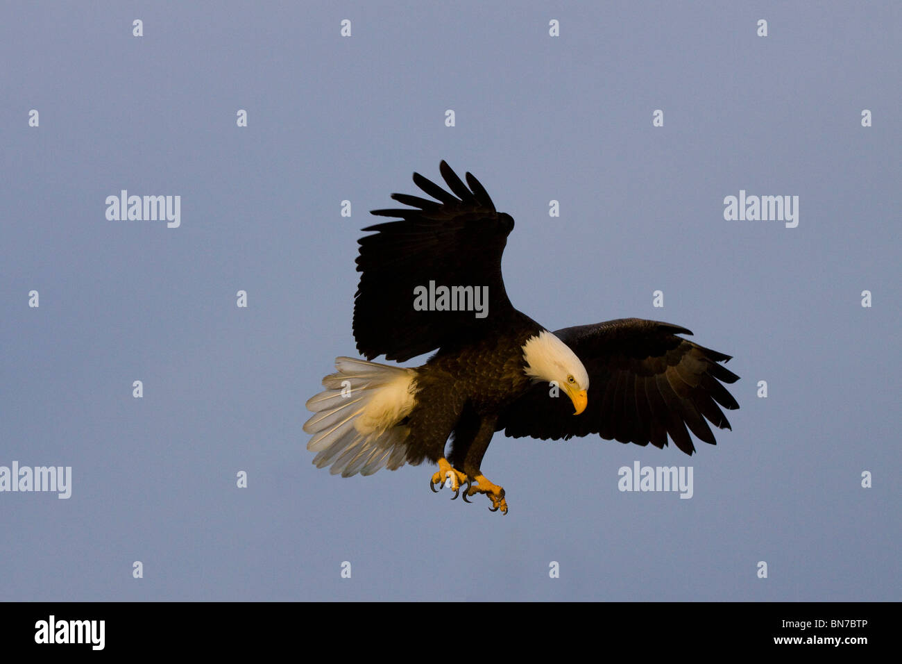 Aquila calva atterraggio con ali stese durante il periodo invernale in Omero, Alaska. Foto Stock