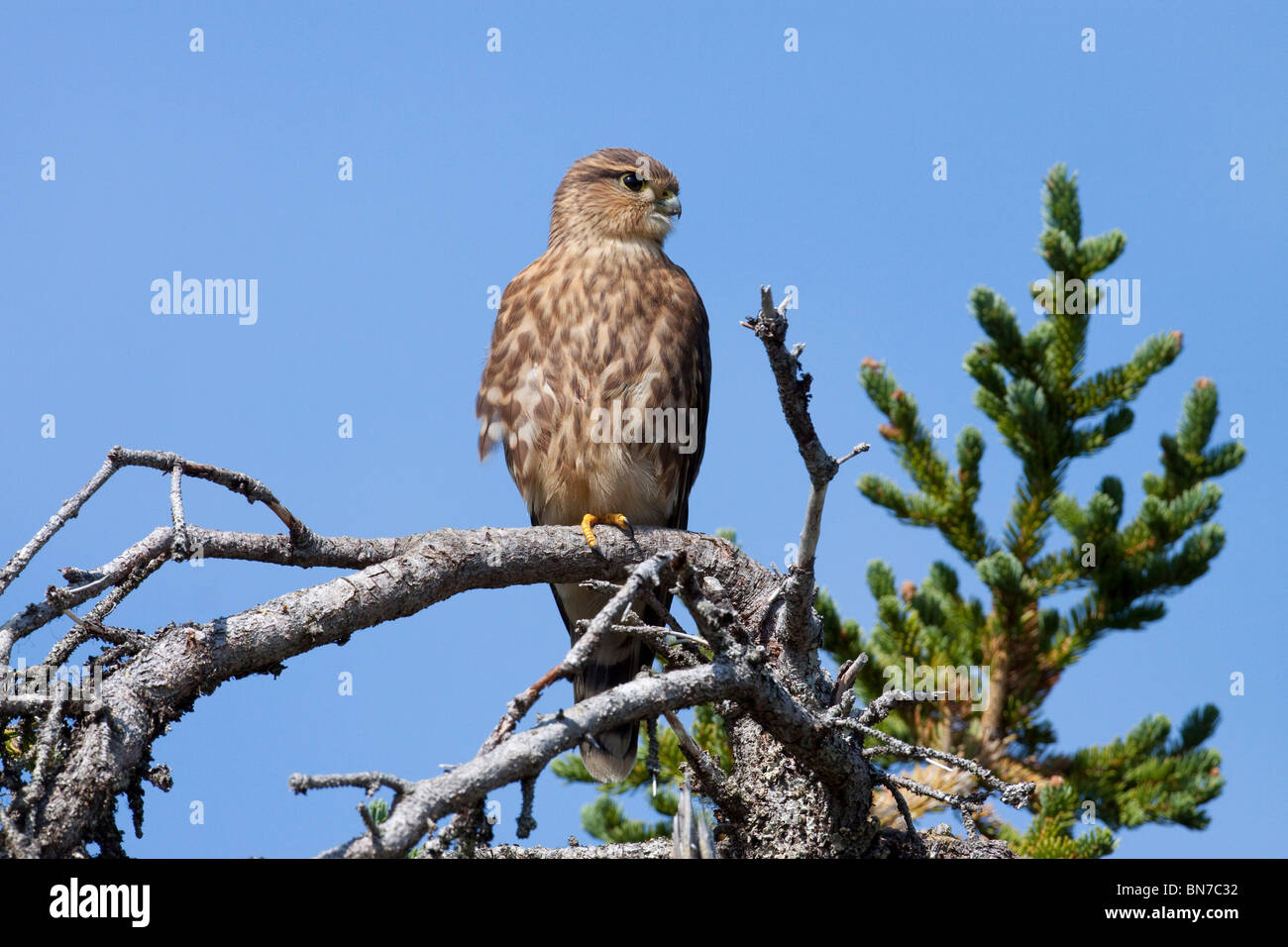 Pigeon Hawk (Merlin) si siede su un ramo di albero in Turnagain Pass area della penisola di Kenai, Alaska Foto Stock