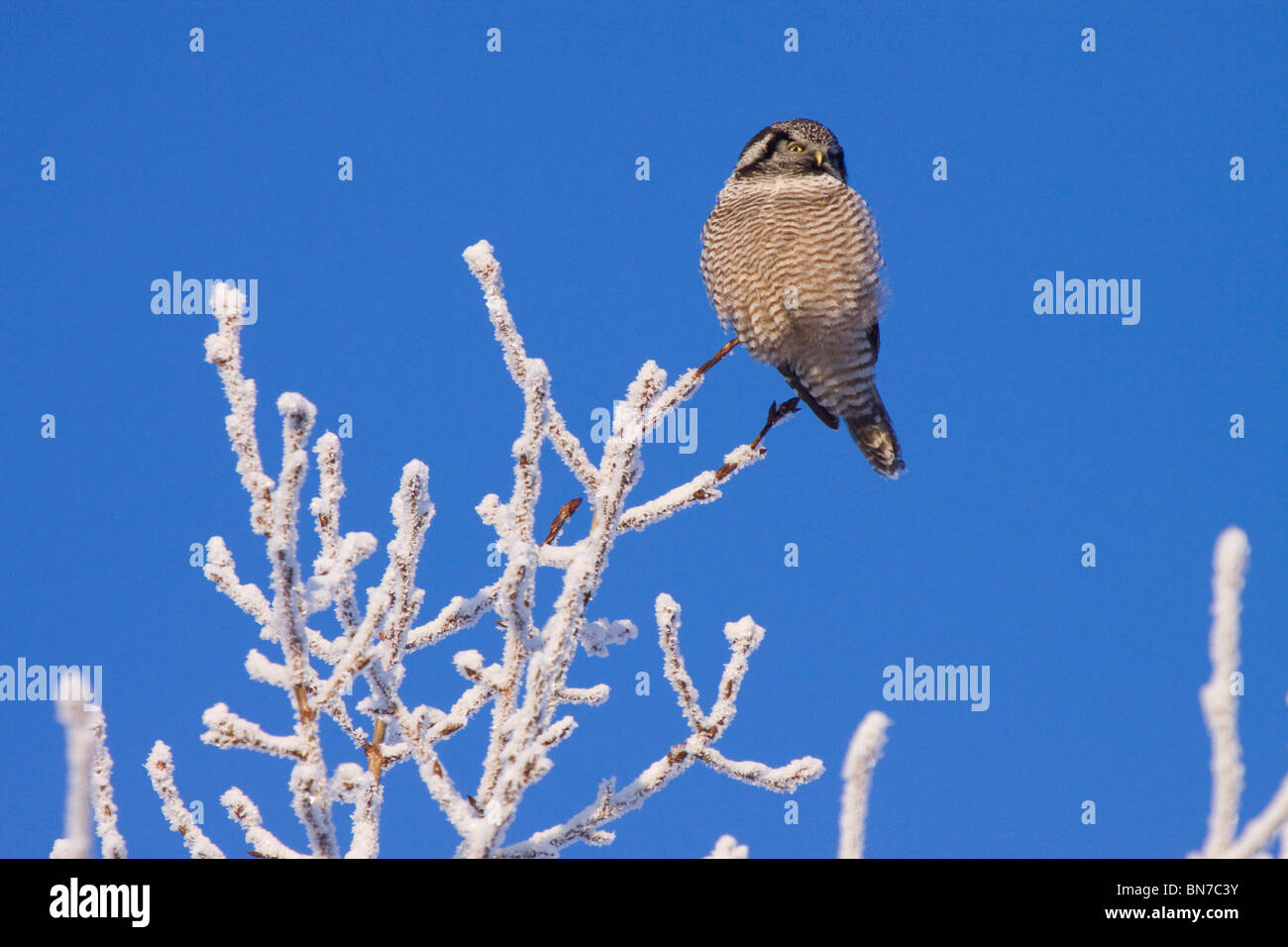 Hawk owl arroccato sui rami hoarfrosted vicino a Girdwood su una al di sotto di zero gradi giorno in inverno, Alaska Foto Stock