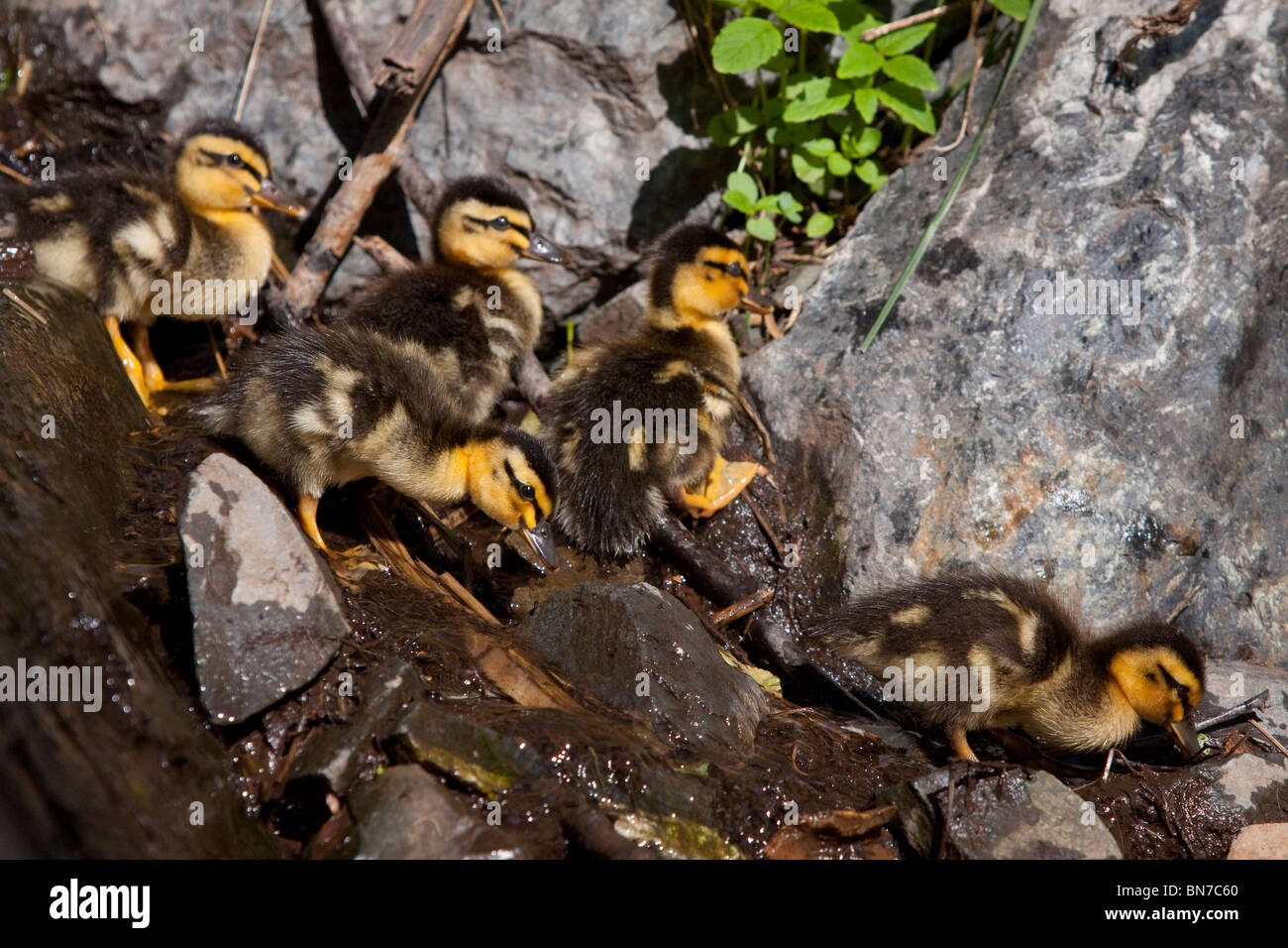 Un gruppo di neonato Mallard pulcini a piedi attraverso le rocce sul modo di acqua vicino indiano Turnagain lungo il braccio, Alaska Foto Stock