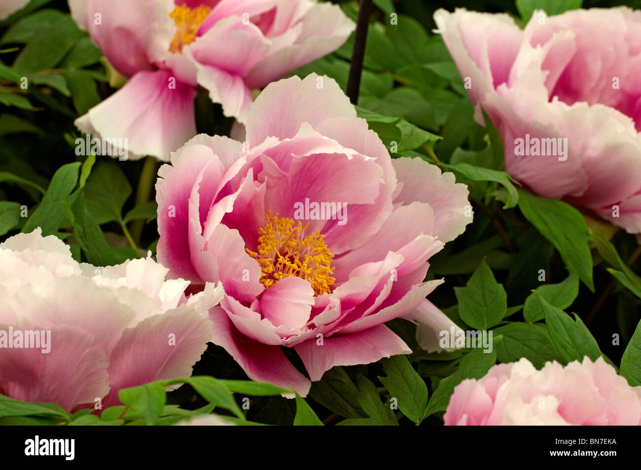 Tree Peony 'Shimano fuji' in fiore Foto Stock