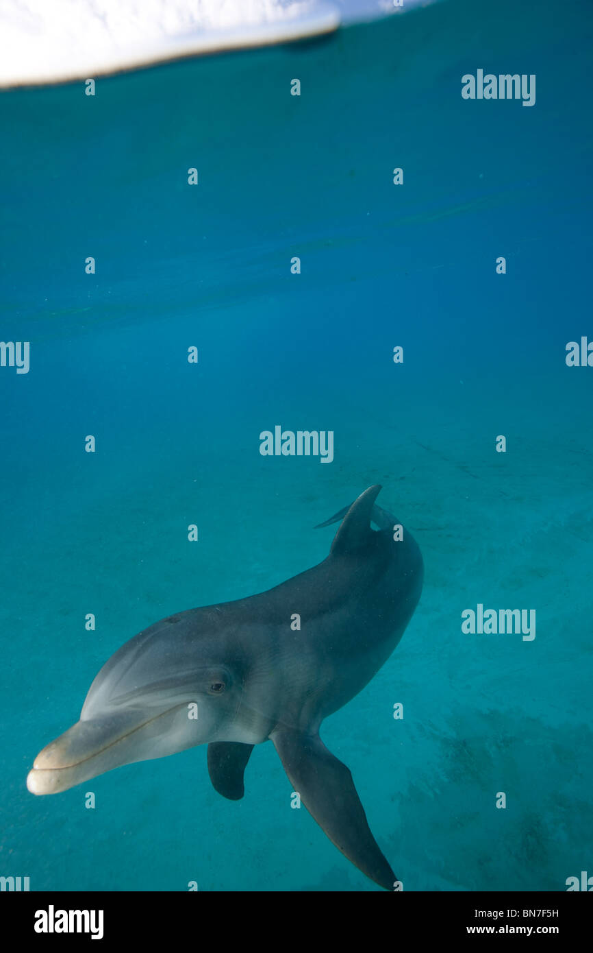 Sopra/Sotto vista di Atlantic Bottlenose Dolphin al Dolphin Cay, Paradise Island Resort, Bahamas Foto Stock