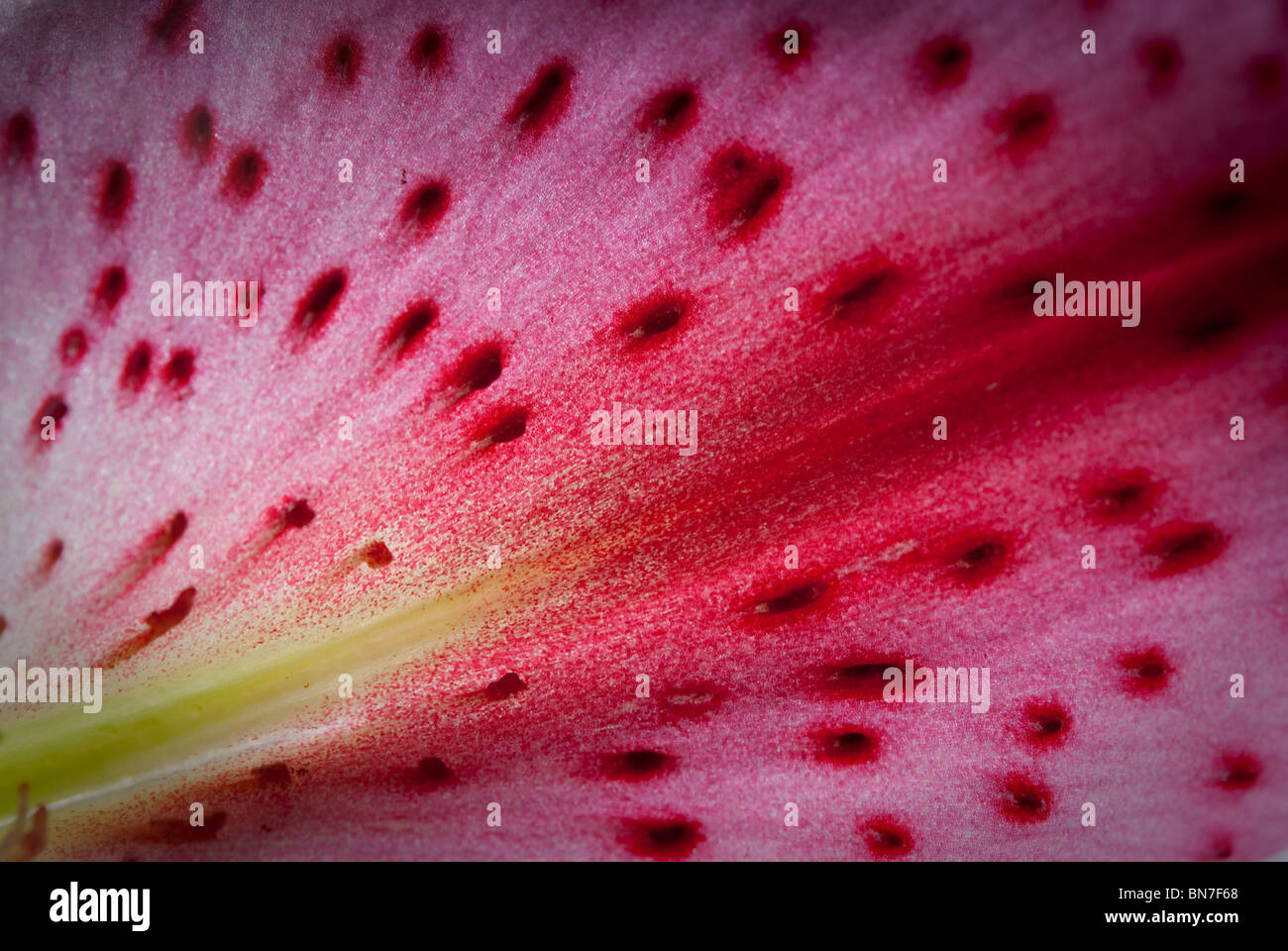 Giglio colore rosa, abstract Foto Stock