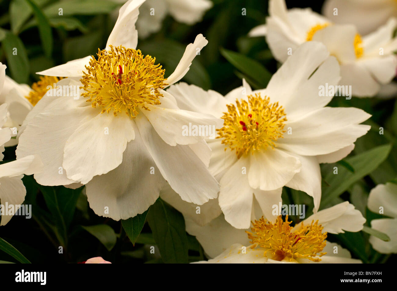 Piante erbacee Peonia 'ali bianche" in fiore Foto Stock