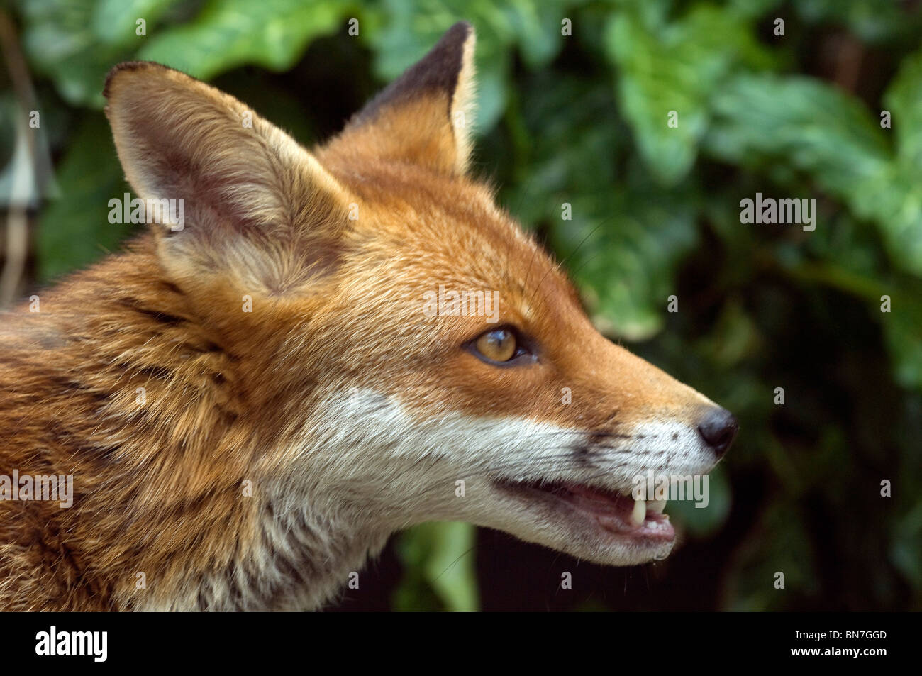 Un urbano Red Fox Vixen in un giardino privato in Brighton East Sussex. Regno Unito Foto Stock