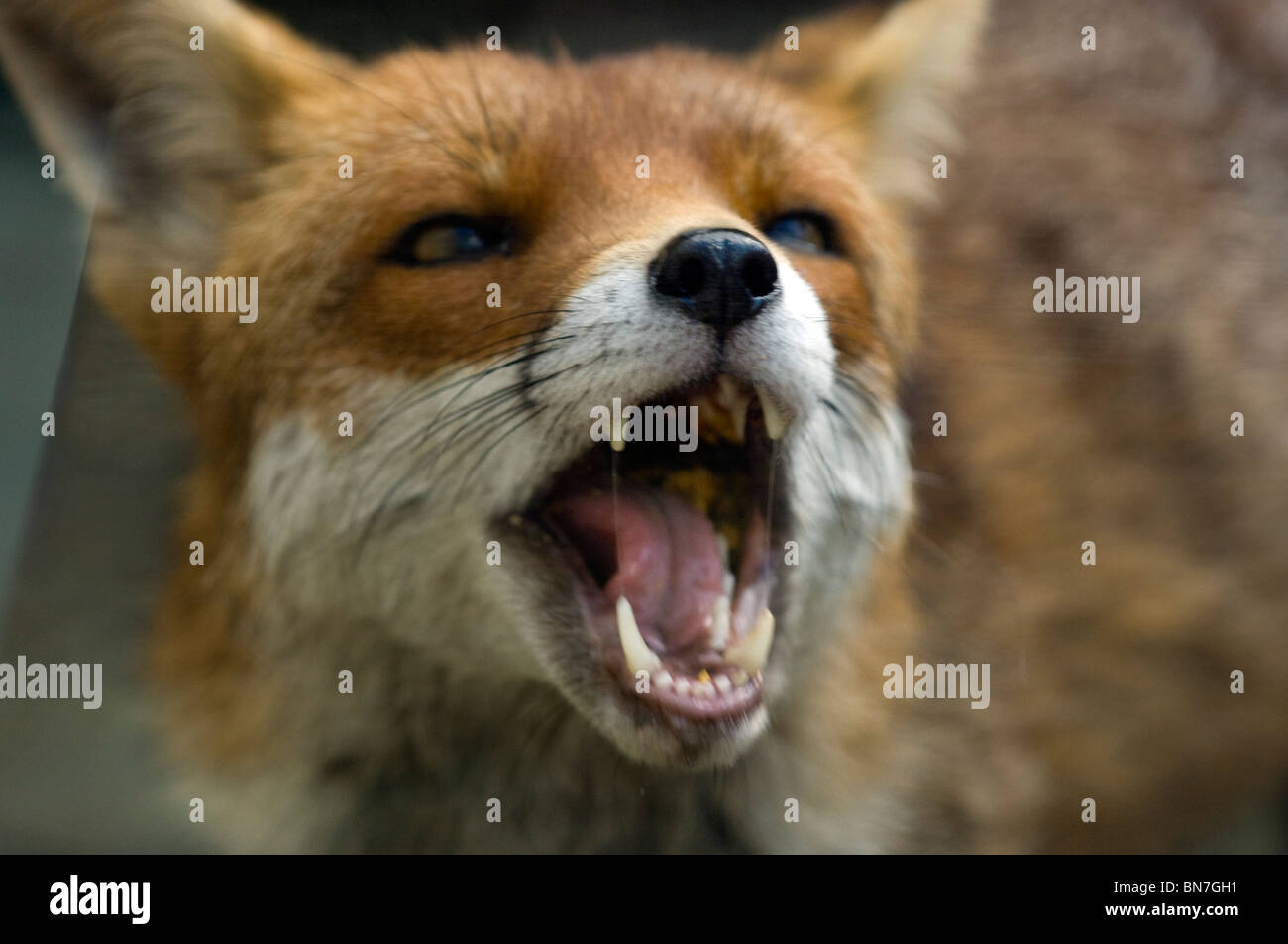 Un urbano Red Fox Vixen in un giardino privato in Brighton East Sussex. Regno Unito Foto Stock