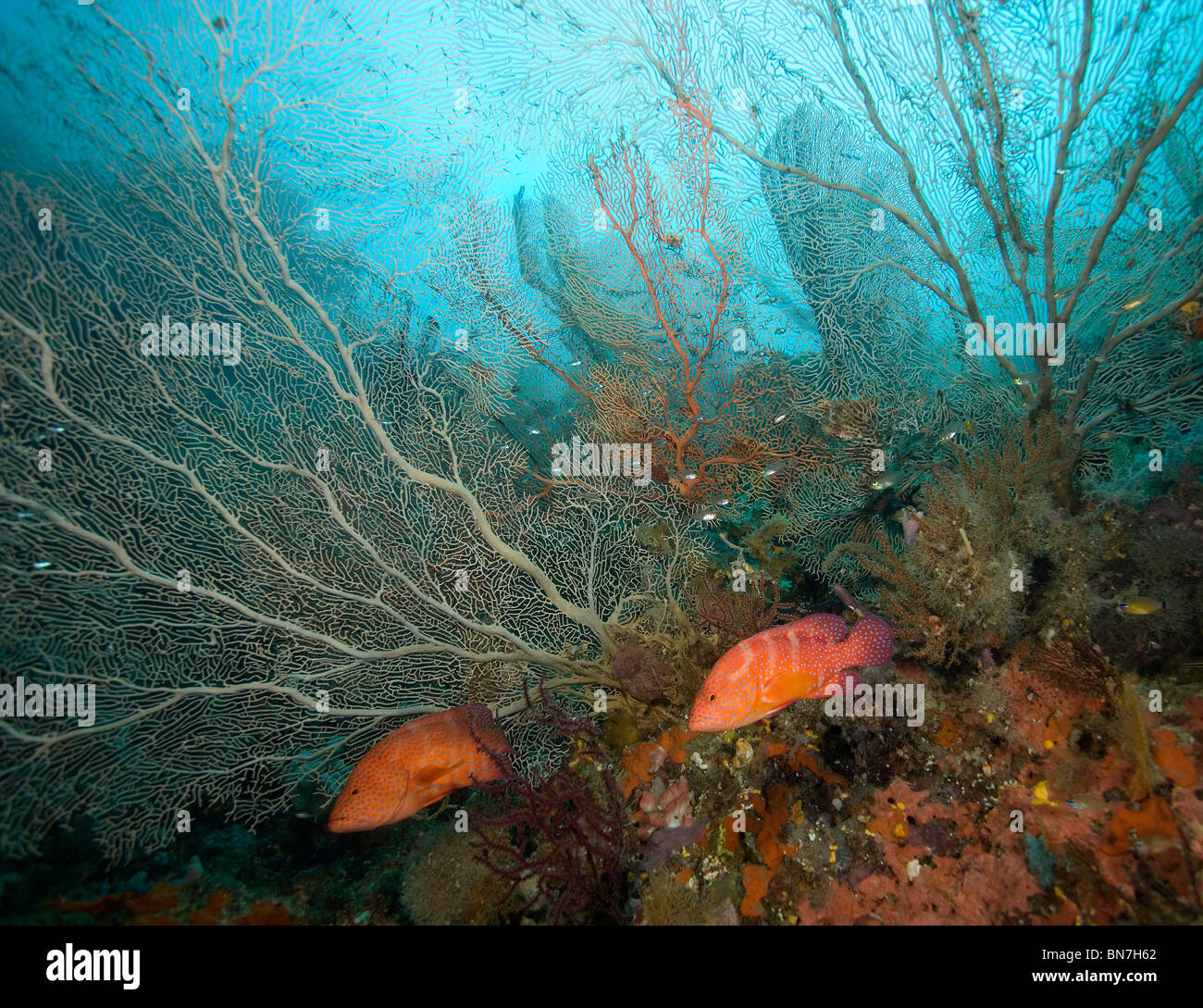Coppia di corallo raggruppatore (Cephalopholis miniata) nei pressi di un grande gorgonia, Indonesia Foto Stock