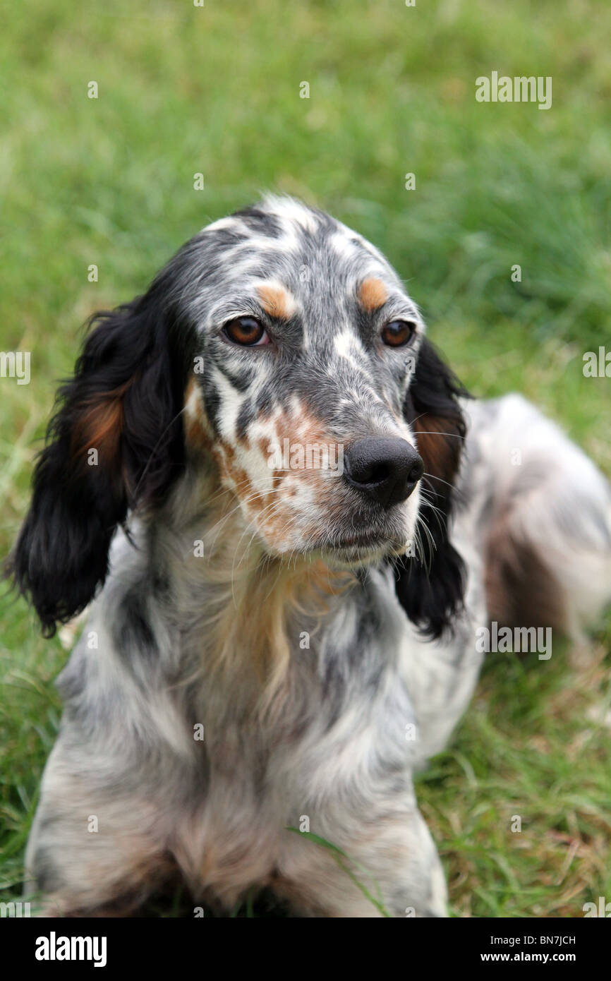 Pistola Trochry cani al parco Osmaston gioco e Country Fair, Derbyshire, Regno Unito Foto Stock