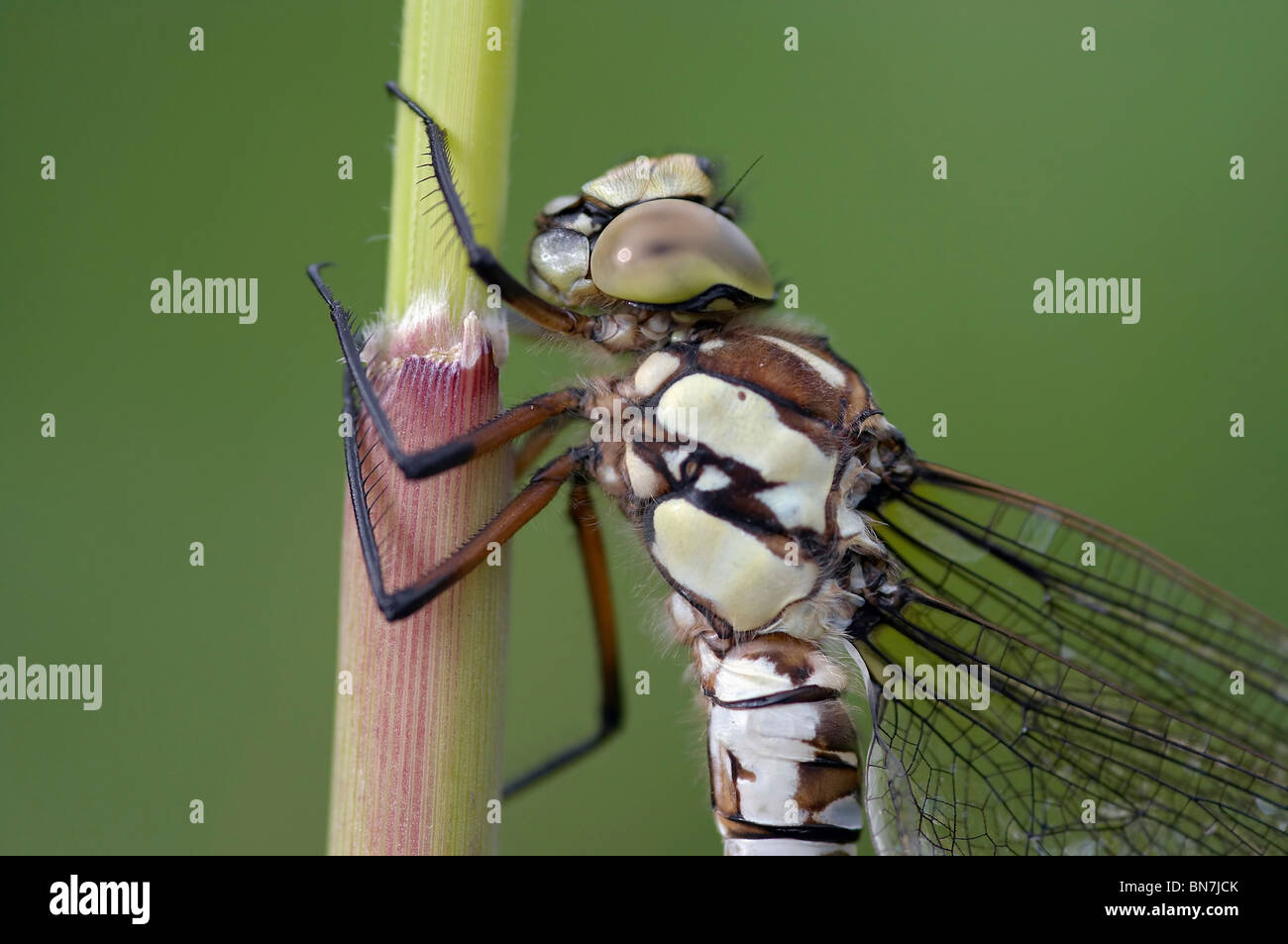 libellula Foto Stock