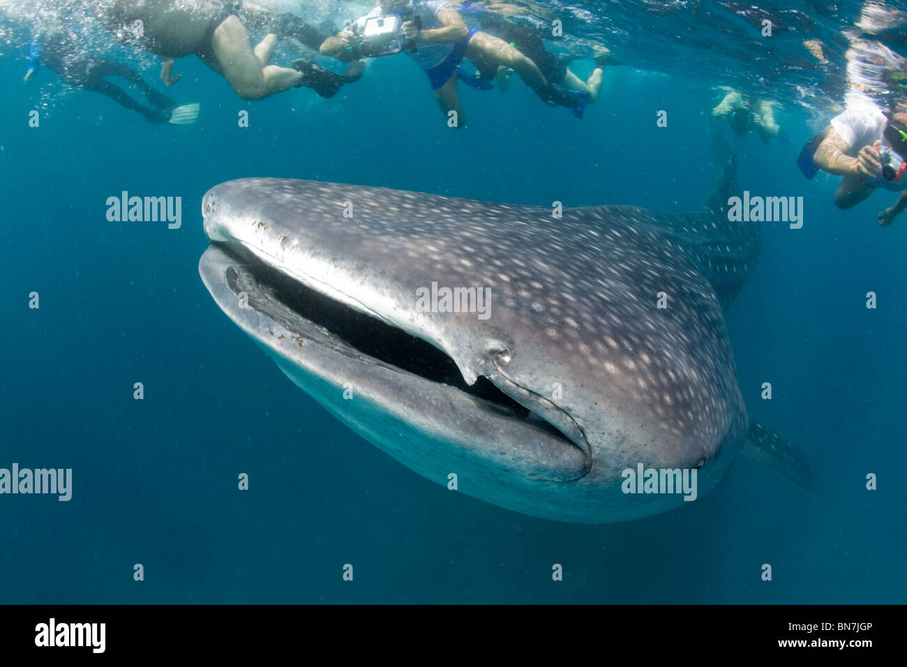 Branco di snorkeling circonda un curioso squalo balena (Rhincodon typus), l'Oceano Indiano Foto Stock