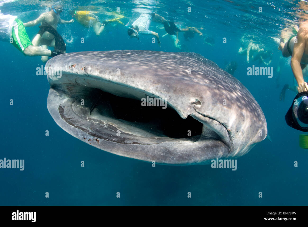 Branco di snorkeling circonda un curioso squalo balena (Rhincodon typus), l'Oceano Indiano Foto Stock