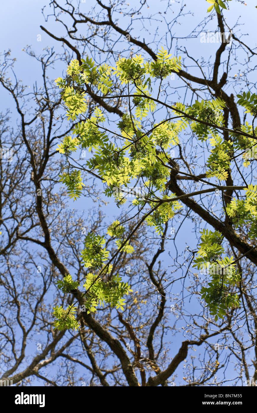 Il frassino foglie con cielo blu sullo sfondo Foto Stock