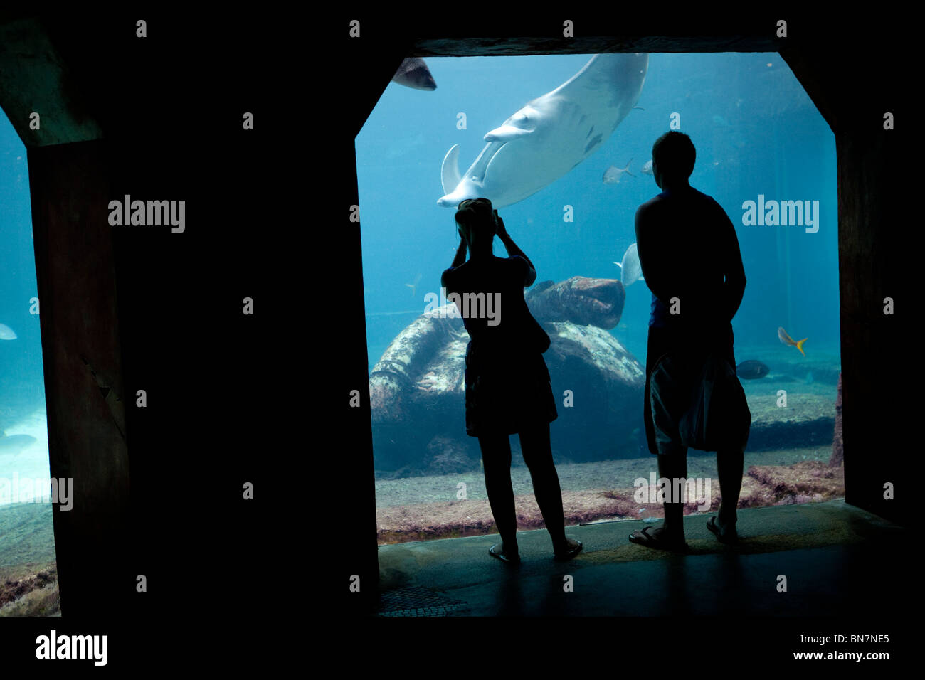 La finestra di visualizzazione a scavare habitat marino presentano, Atlantis, Paradise Island Resort, Bahamas. Foto Stock