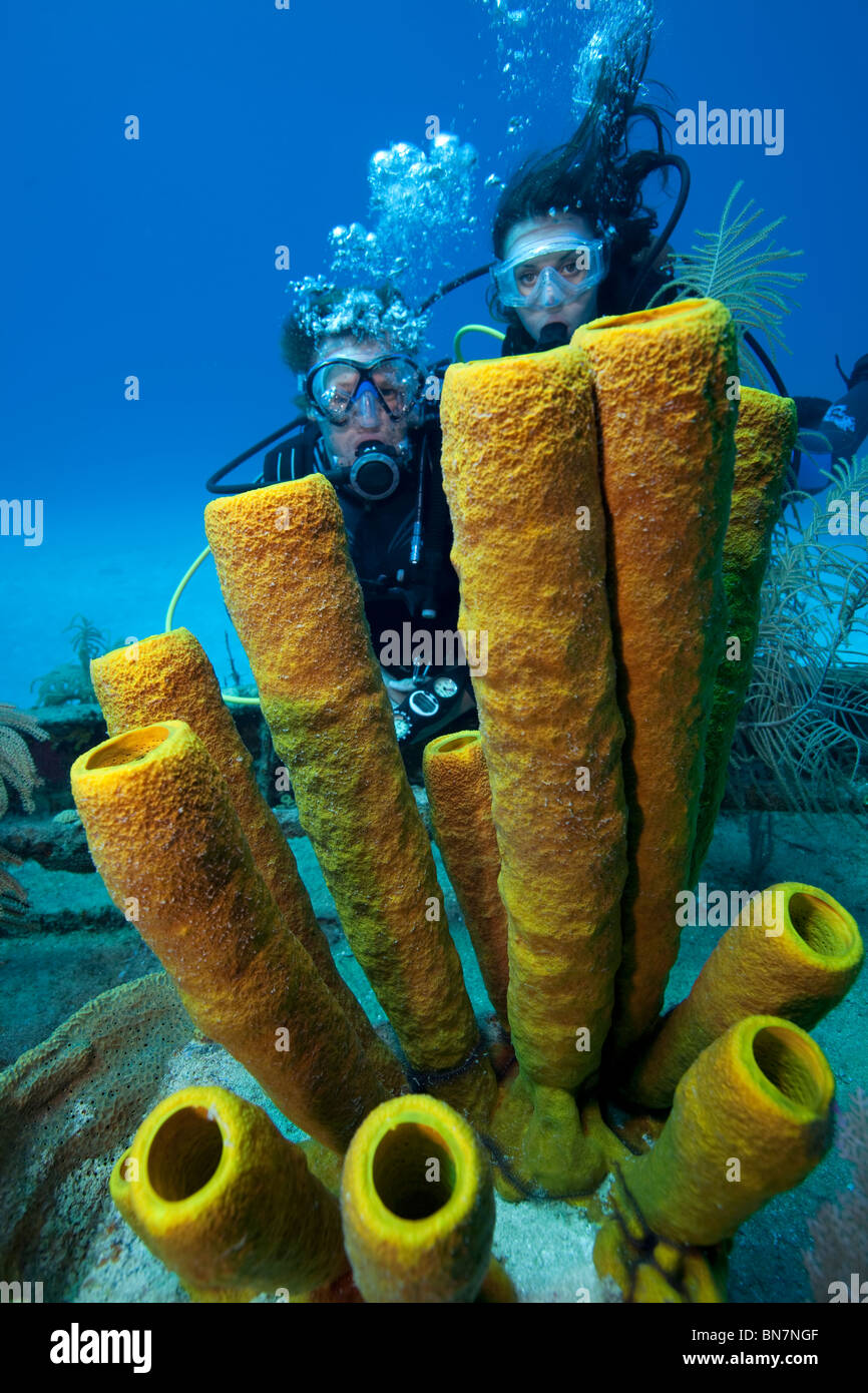 I subacquei guardare spugne tubo crescente sul relitto del Doc Poulson, Grand Cayman Foto Stock