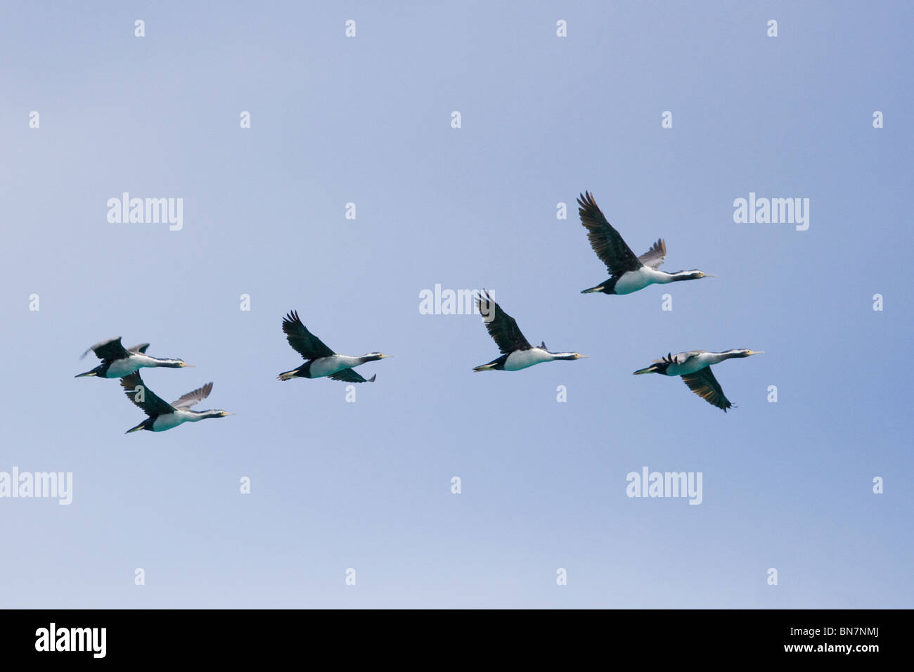 Avvistato Shags Phalacrocorax punctatus battenti Akaroa Nuova Zelanda Foto Stock