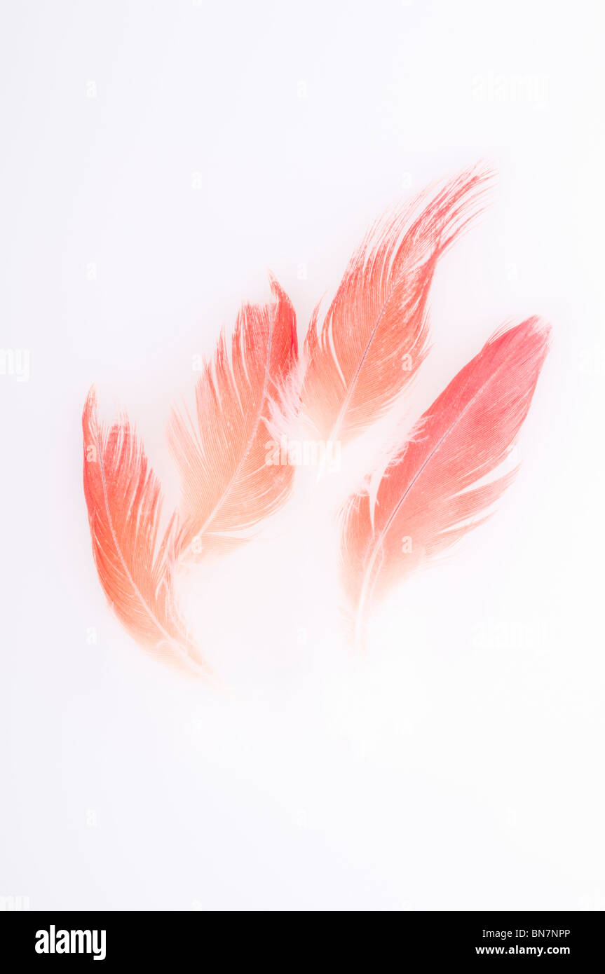 Abstract del Congo pappagallo grigio africano, Psittacus erithacus erithacus, rosso timoniere retro-illuminato contro uno sfondo bianco. Foto Stock