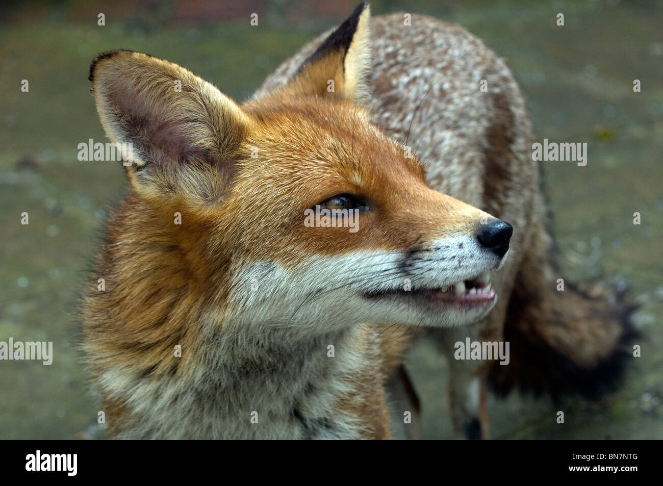 Un urbano Red Fox Vixen in un giardino privato in Brighton East Sussex. Regno Unito Foto Stock