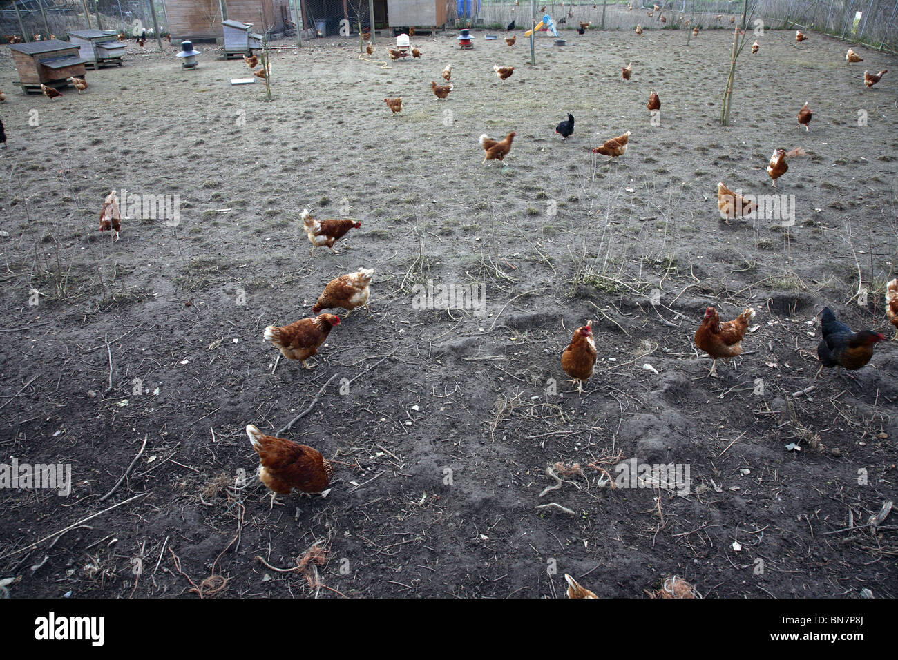 Polli ruspanti in una fattoria in NORFOLK REGNO UNITO. Foto Stock