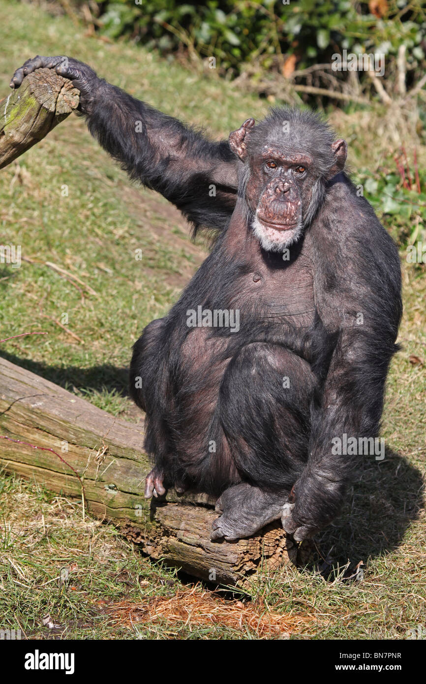 Uno scimpanzé (Pan troglodytes) Foto Stock