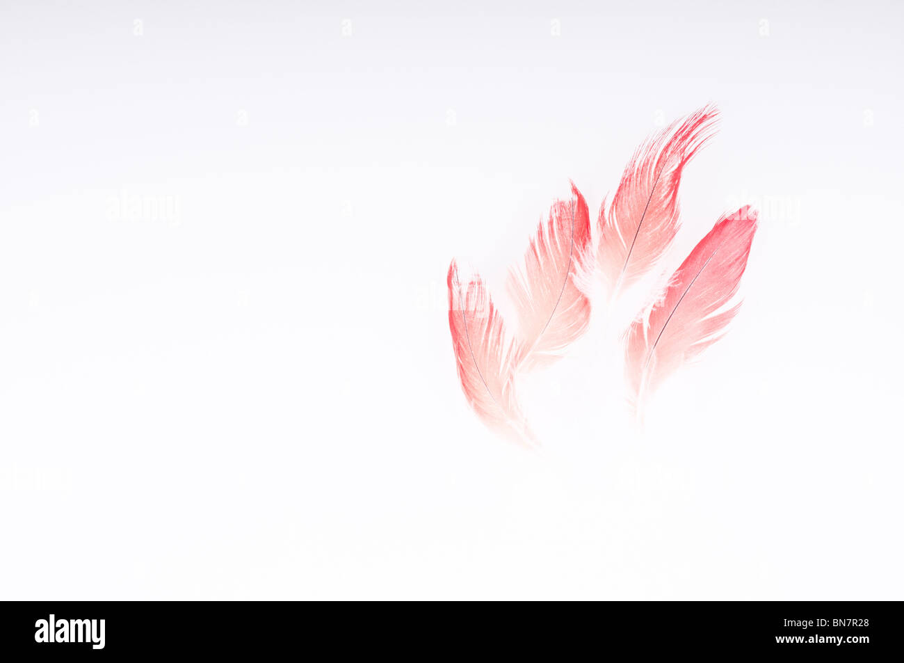 Abstract del Congo pappagallo grigio africano, Psittacus erithacus erithacus, rosso timoniere retro-illuminato contro uno sfondo bianco. Foto Stock