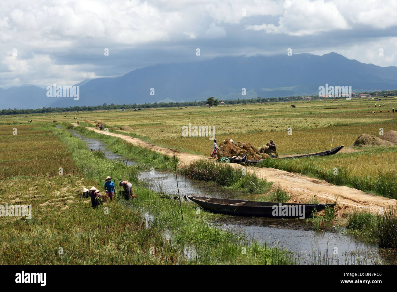 Il Vietnam risone paesaggio Foto Stock