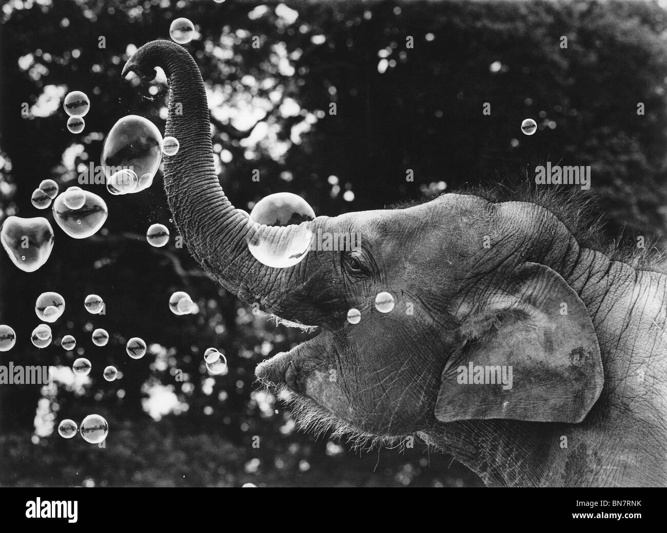 Un Baby Elephant soffiare bolle. Foto Stock