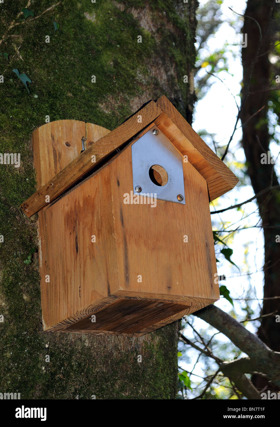 Un nestbox per gli uccelli di piccole dimensioni sul lato di un albero nel bosco, Regno Unito Foto Stock