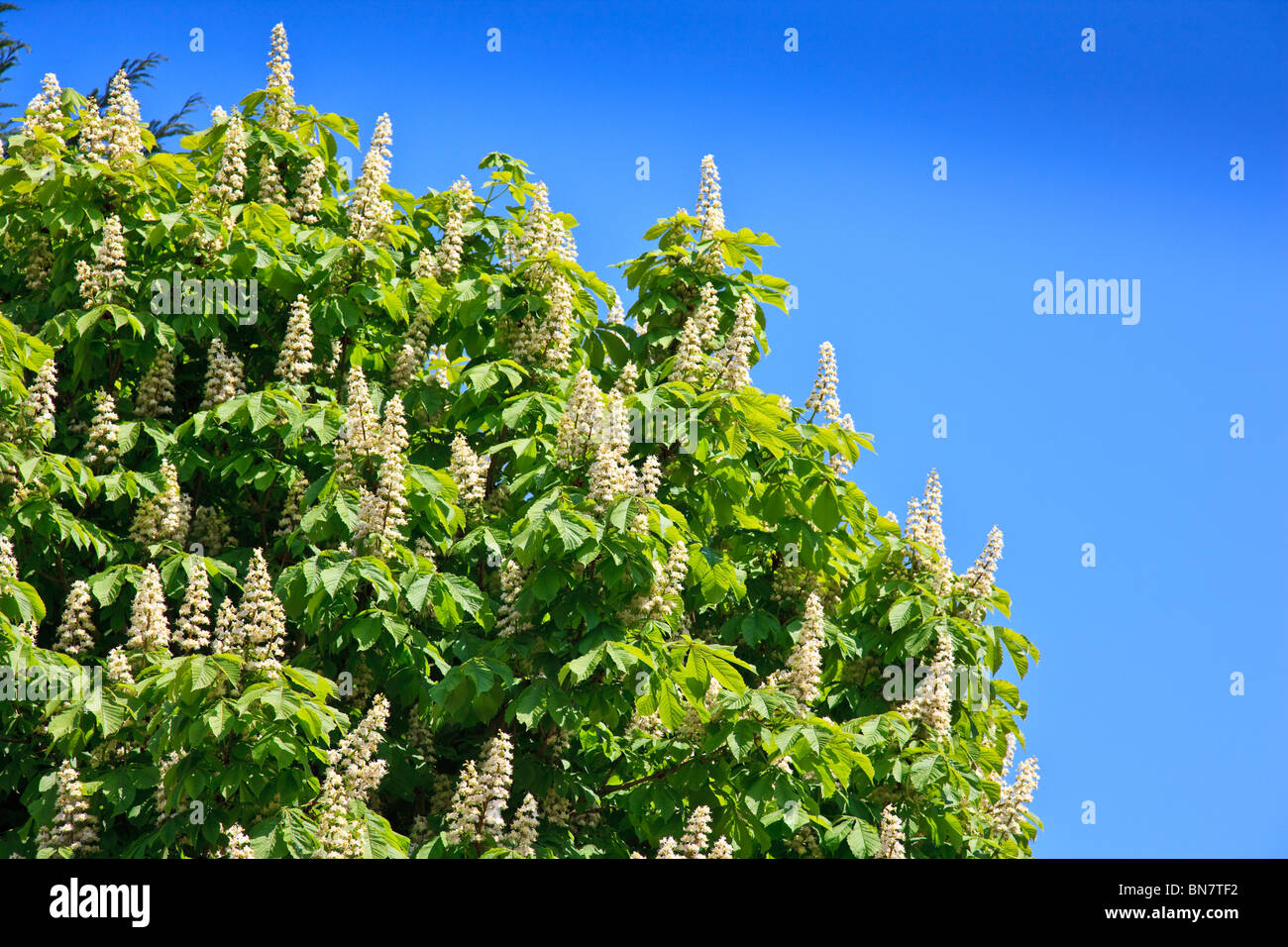 Ippocastano albero con bright foglie verdi, fioritura candele con profondo cielo blu Foto Stock