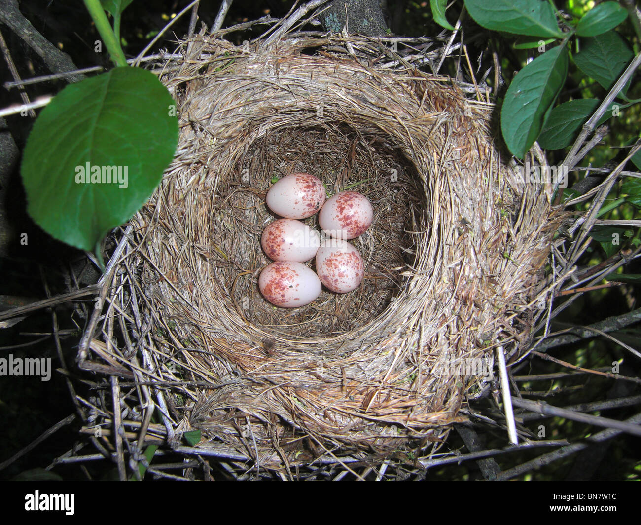 Nido e le uova di colore rosso-backed Shrike. (Lanius collurio). Foto Stock