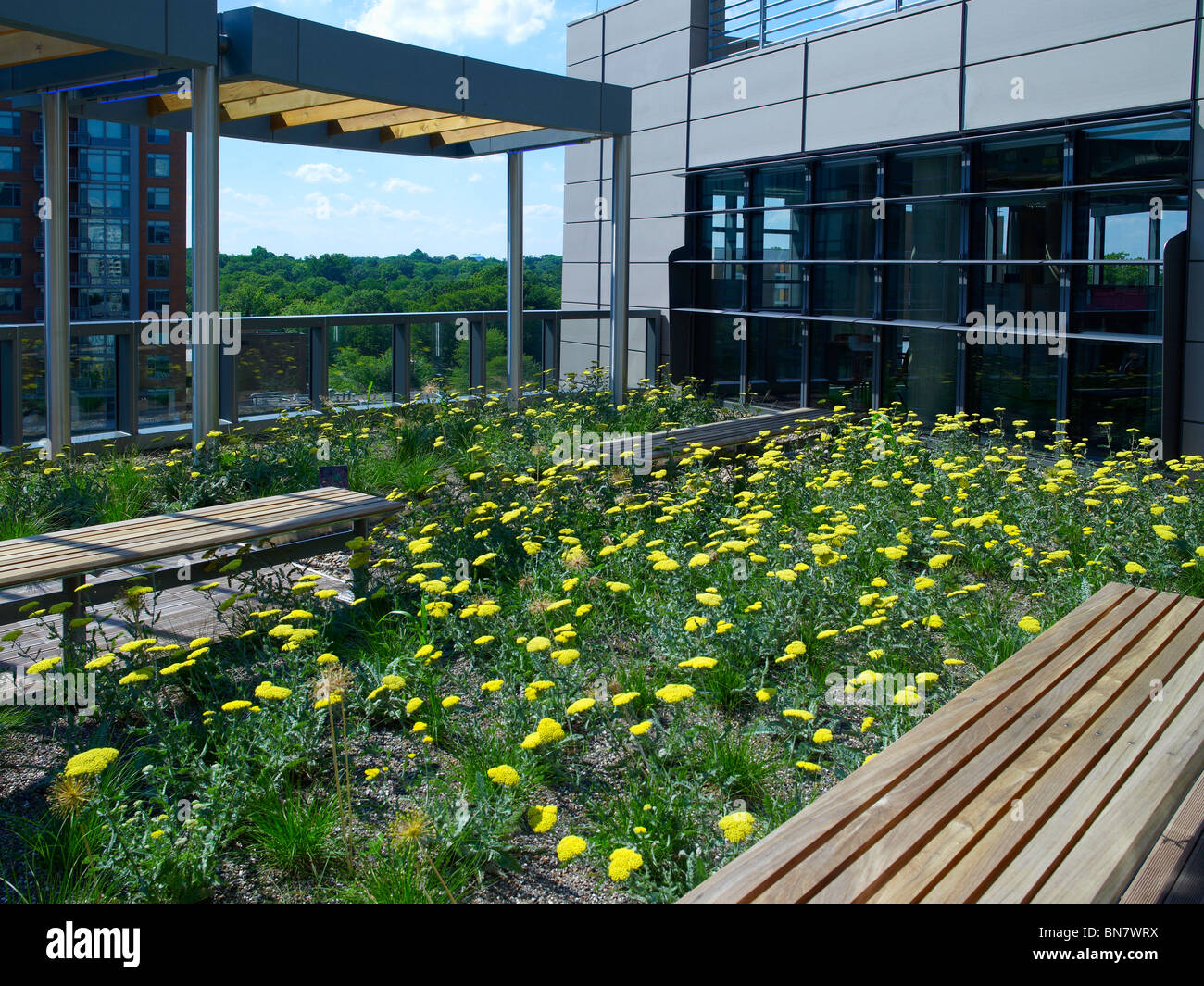 Tetto verde giardino con fiori selvatici & Banco, Maryland, Stati Uniti d'America Foto Stock
