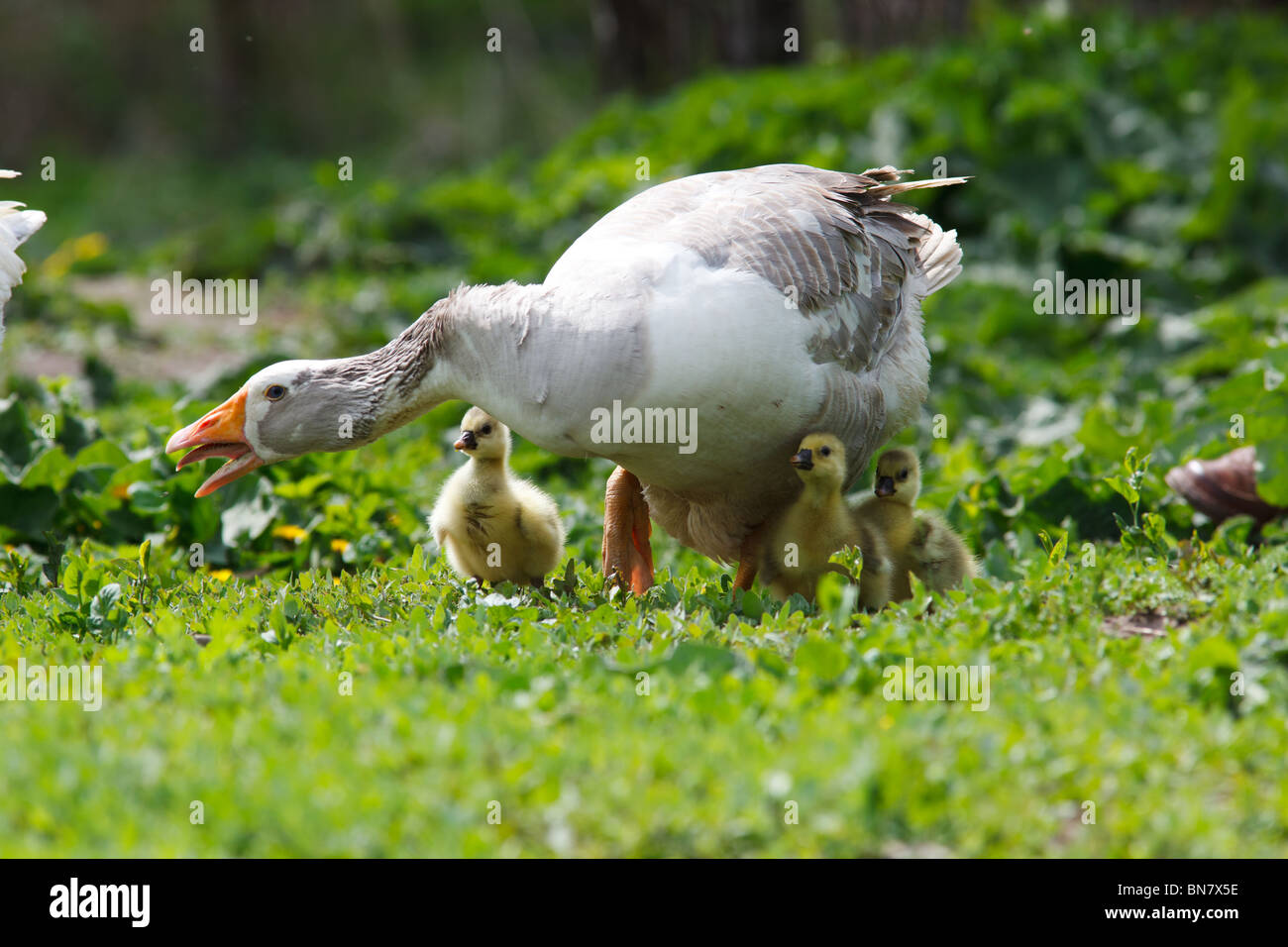 Un giovane oca su un pascolo libero. Foto Stock