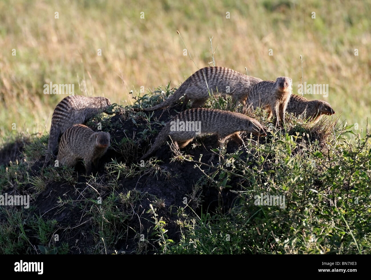 La Mangusta nastrati famiglia su un termite hill nella Riserva Nazionale di Masai Mara, Kenya, Africa orientale Foto Stock