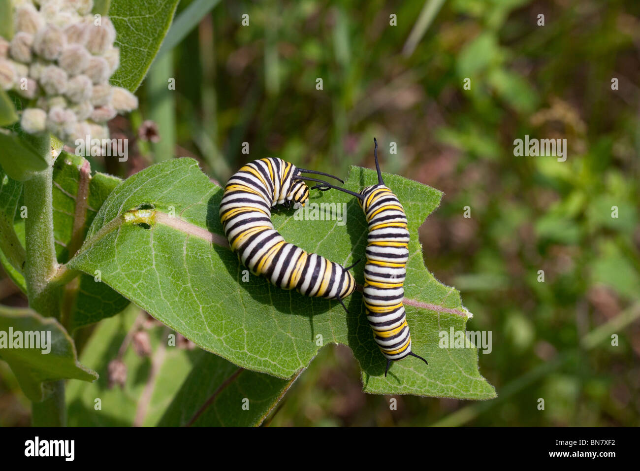 Farfalla monarca bruchi Danaus plexippus alimentare su comuni Milkweed Asclepias syriaca E USA Foto Stock