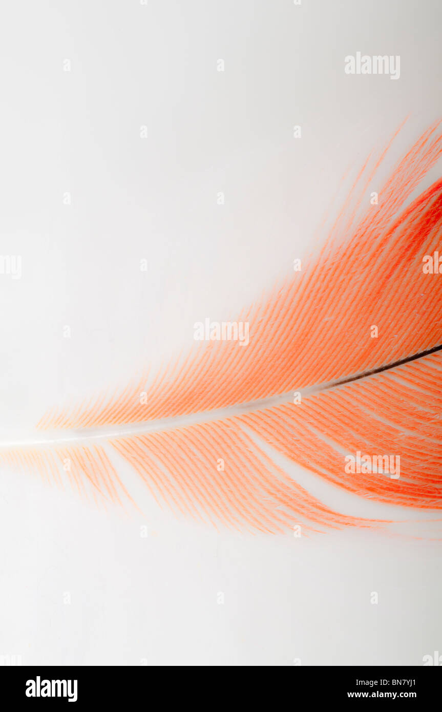 Abstract del Congo pappagallo grigio africano, Psittacus erithacus erithacus, rosso timoniere retro-illuminato contro uno sfondo bianco. Foto Stock