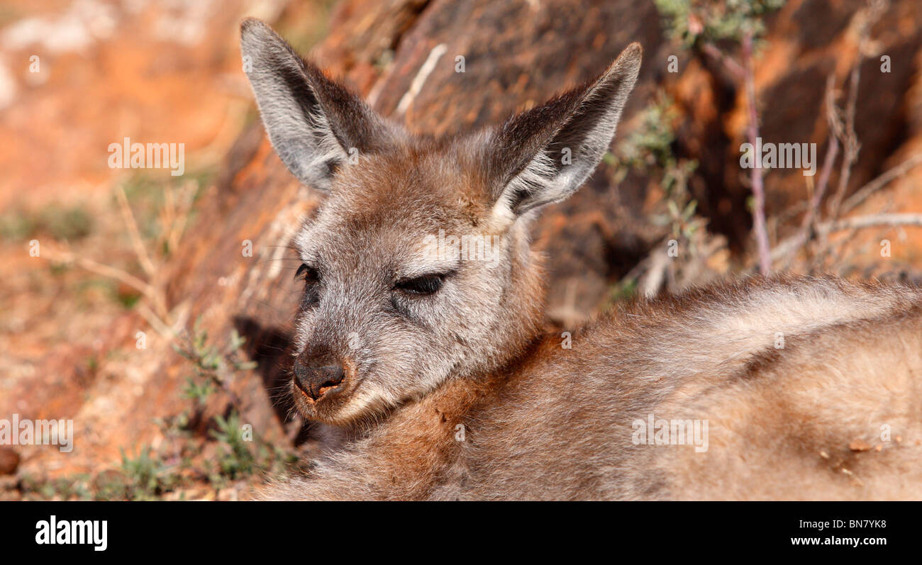 BROKEN Hill, NSW - circa 2009: Un canguro poltrire circa nell'Outback australiano, circa 2009, Broken Hill, NSW, Australia Foto Stock