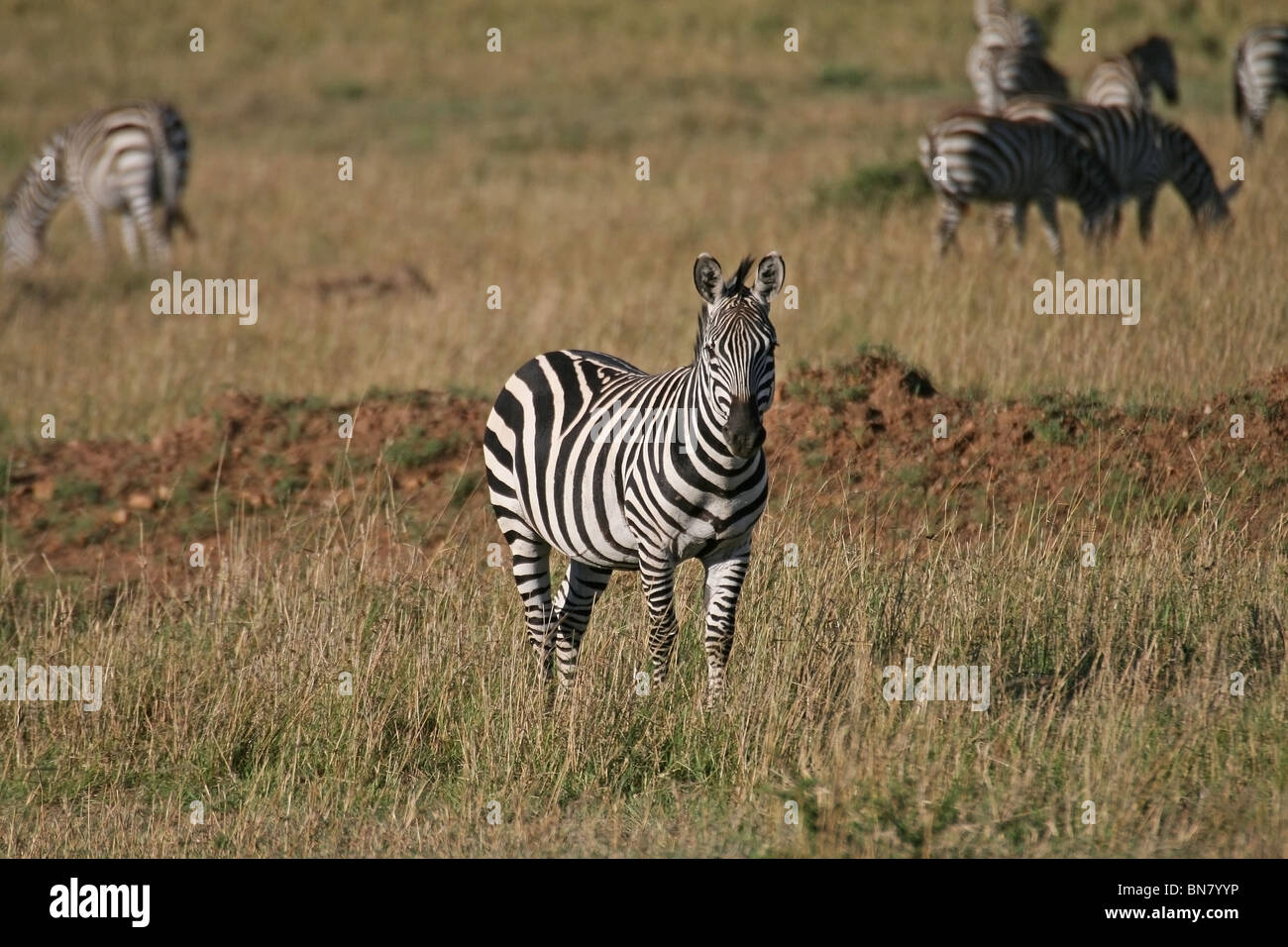 Le pianure Zebra ritratto preso nella Riserva Nazionale di Masai Mara, Kenya, Africa orientale Foto Stock