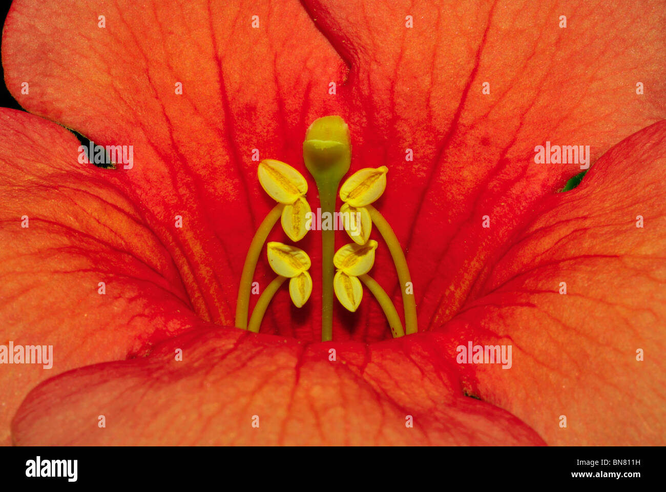 Immagine di bignonia capensis fiore Foto Stock