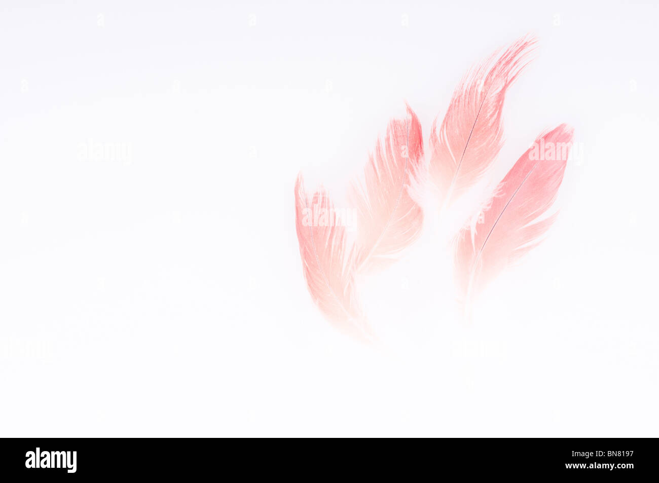 Abstract del Congo pappagallo grigio africano, Psittacus erithacus erithacus, rosso timoniere retro-illuminato contro uno sfondo bianco. Foto Stock