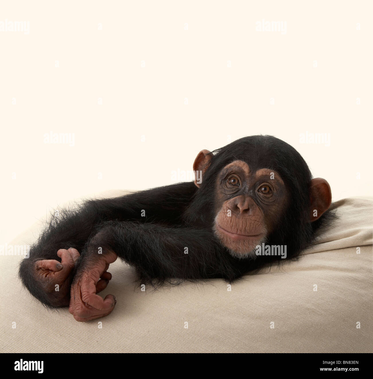 Scimpanzé Foto Stock