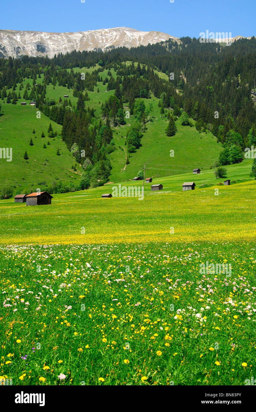Prato di montagna di fienili nei pressi del villaggio di Laehn, Tiroler Zugspitz Arena del Tirolo, Austria Foto Stock