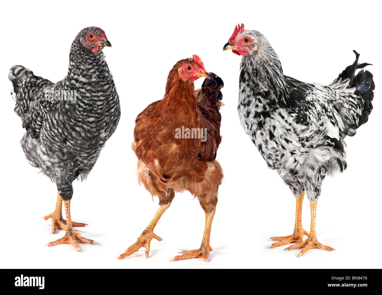 Giovani di gallina pollo gallo e girato in studio su bianco Foto Stock